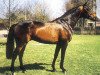 stallion Lascadell (Holsteiner, 1989, from Landgraf I)