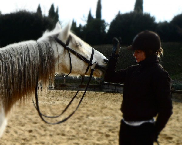 horse Roman des Balmes (Berber, 2004, from Ghafel)