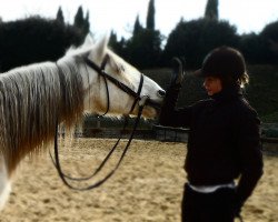 Pferd Roman des Balmes (Berber, 2004, von Ghafel)