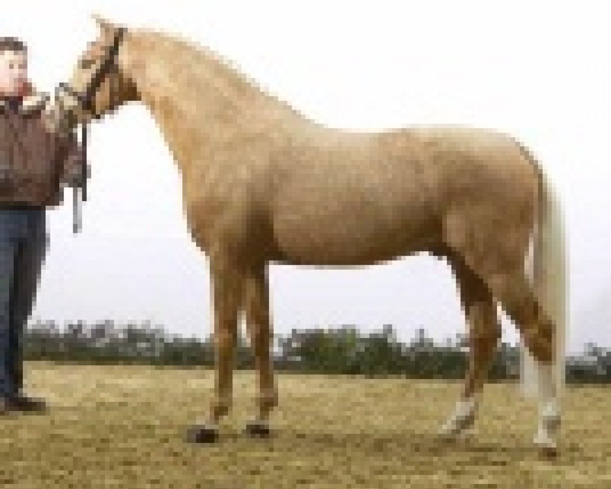 Deckhengst Top Champy (Deutsches Reitpony, 2005, von FS Champion de Luxe)