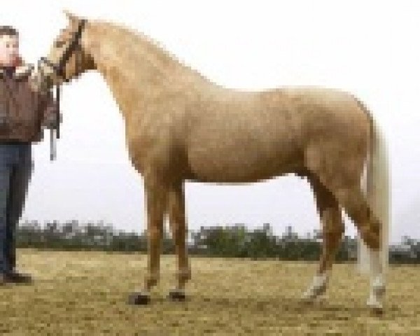 stallion Top Champy (German Riding Pony, 2005, from FS Champion de Luxe)