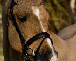 stallion Zandheuvel's Sunny Boy (German Riding Pony, 1989, from Boomer)