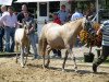 broodmare Nawarina (German Riding Pony, 1999, from Brillant)