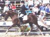 stallion Sweet Dream SF (German Riding Pony, 1996, from Zandheuvel's Sunny Boy)
