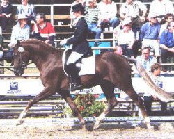 stallion Sweet Dream SF (German Riding Pony, 1996, from Zandheuvel's Sunny Boy)