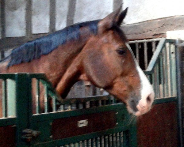 broodmare Wega (Westphalian, 1996, from Weinberg)