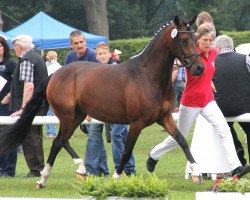 Zuchtstute Visby (Deutsches Reitpony, 2009, von Viscount)