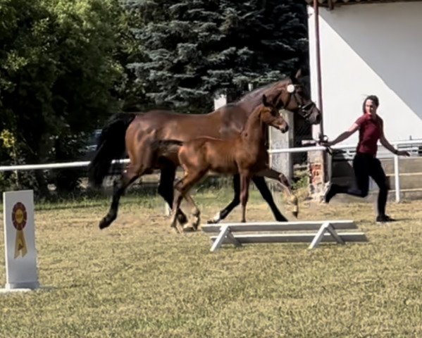 Pferd Chacco Dollar (Deutsches Sportpferd, 2022, von Tannenhof's Chacco Chacco)