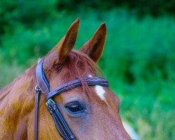 Springpferd Quick Zera (Württemberger, 2007, von Quinto de B)