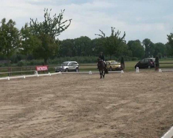 dressage horse Daffke N (Westphalian, 2005, from Don Christobal)