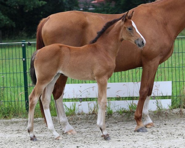 horse Bibi (Hanoverian, 2022, from Bonjour)