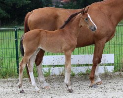 foal Bibi (Hanoverian, 2022, from Bonjour)