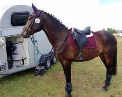 dressage horse Sir Hutch of West Anstey (Appaloosa, 2014, from August Dark Art)