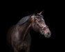 dressage horse Jazz-Girl (Rhinelander, 2011, from Jazz Rubin)