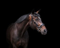 dressage horse Jazz-Girl (Rhinelander, 2011, from Jazz Rubin)