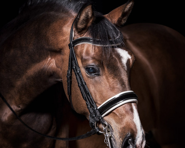 dressage horse HCHC's Dali (Austrian Warmblood, 2010, from Dimaggio)