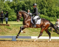 dressage horse Empire State 4 (Hanoverian, 2019, from Harmony's Eclectisch)