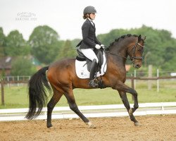 dressage horse Dance Monkey 12 (German Riding Pony, 2017, from Dreidimensional AT NRW)