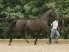 broodmare Rohbria (Royal Warmblood Studbook of the Netherlands (KWPN), 1998, from Rohdiamant)