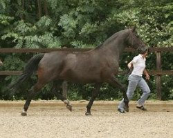 broodmare Rohbria (KWPN (Royal Dutch Sporthorse), 1998, from Rohdiamant)