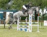 jumper Donatello 151 (Hanoverian, 2014, from Diacontinus)