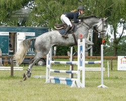 jumper Donatello 151 (Hanoverian, 2014, from Diacontinus)