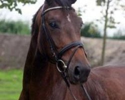 horse Colinda (KWPN (Royal Dutch Sporthorse), 2007, from Voice)