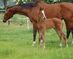 horse Elinda (KWPN (Royal Dutch Sporthorse), 2000, from Voice)