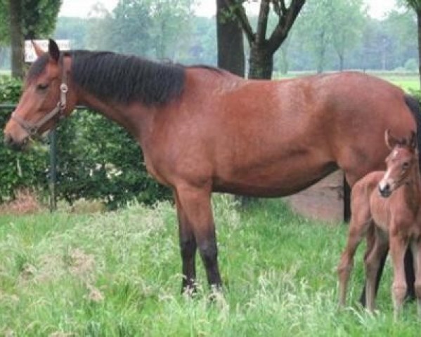 broodmare Darinetta (KWPN (Royal Dutch Sporthorse), 2008, from Voice)