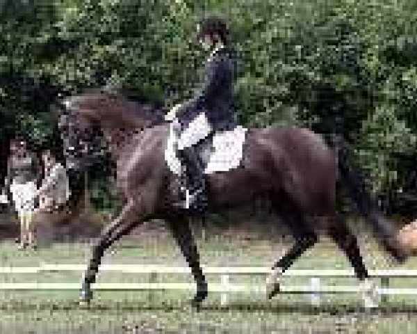 broodmare Urabel (KWPN (Royal Dutch Sporthorse), 2001, from Oo-Seven)