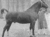 stallion Karolus van Wittenstein (Gelderland, 1946, from Graaf van Wittenstein)