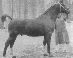 Deckhengst Karolus van Wittenstein (Gelderländer, 1946, von Graaf van Wittenstein)