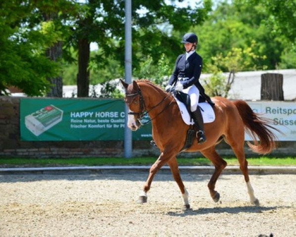 dressage horse Wie Nett C (Austrian Warmblood, 2015, from Bretton Woods)