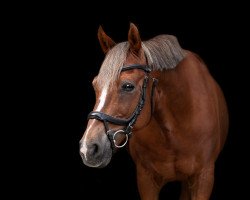 jumper Holsteins Discounter (German Riding Pony, 2005, from Fs Disagio)