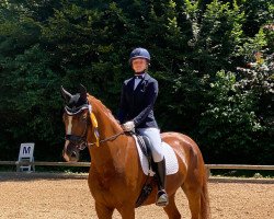 dressage horse Qubacarree (German Sport Horse, 2014, from Quaterback)