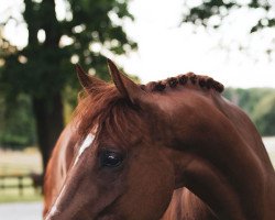 Springpferd Taalismann Rz (Deutsches Sportpferd, 2014, von Taalex)