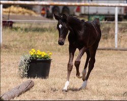 Springpferd Macao P (Deutsches Reitpony, 2022, von Magic Friday B WE)