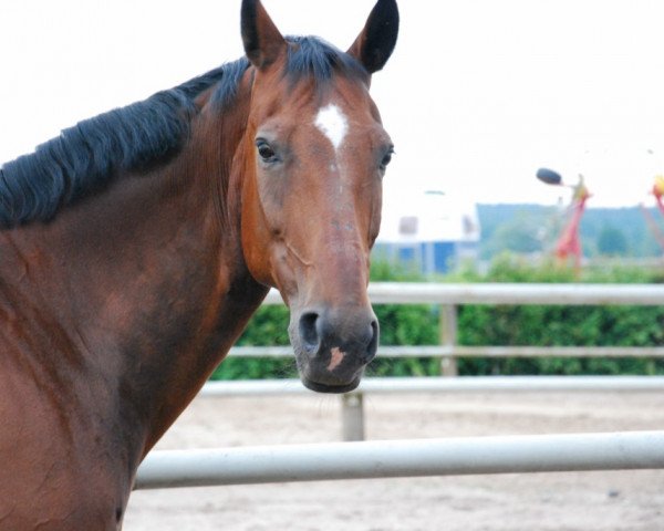 Pferd Marlon G (Hannoveraner, 1993, von Matula)