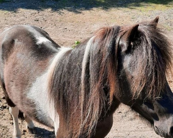 Deckhengst Finley vom Nordwind (Dt.Part-bred Shetland Pony, 2011, von Flashdancer)