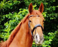 horse Nemo la Perle (Royal Warmblood Studbook of the Netherlands (KWPN), 2018, from Desperado)