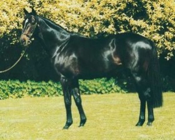 stallion Dolpour xx (Thoroughbred, 1986, from Sadler's Wells xx)