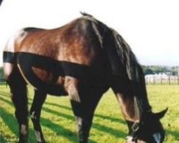 stallion French Glory xx (Thoroughbred, 1986, from Sadler's Wells xx)