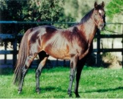 Deckhengst Victory Dance xx (Englisches Vollblut, 1986, von Sadler's Wells xx)