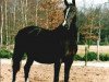 Zuchtstute Gelbria (Koninklijk Warmbloed Paardenstamboek Nederland (KWPN), 1988, von Doruto)