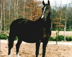 broodmare Gelbria (KWPN (Royal Dutch Sporthorse), 1988, from Doruto)