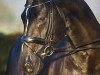 stallion Oo-Seven (KWPN (Royal Dutch Sporthorse), 1996, from Rubinstein I)