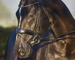 stallion Oo-Seven (KWPN (Royal Dutch Sporthorse), 1996, from Rubinstein I)