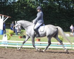 Zuchtstute Miss Clinton (Holsteiner, 2012, von Clinton I)