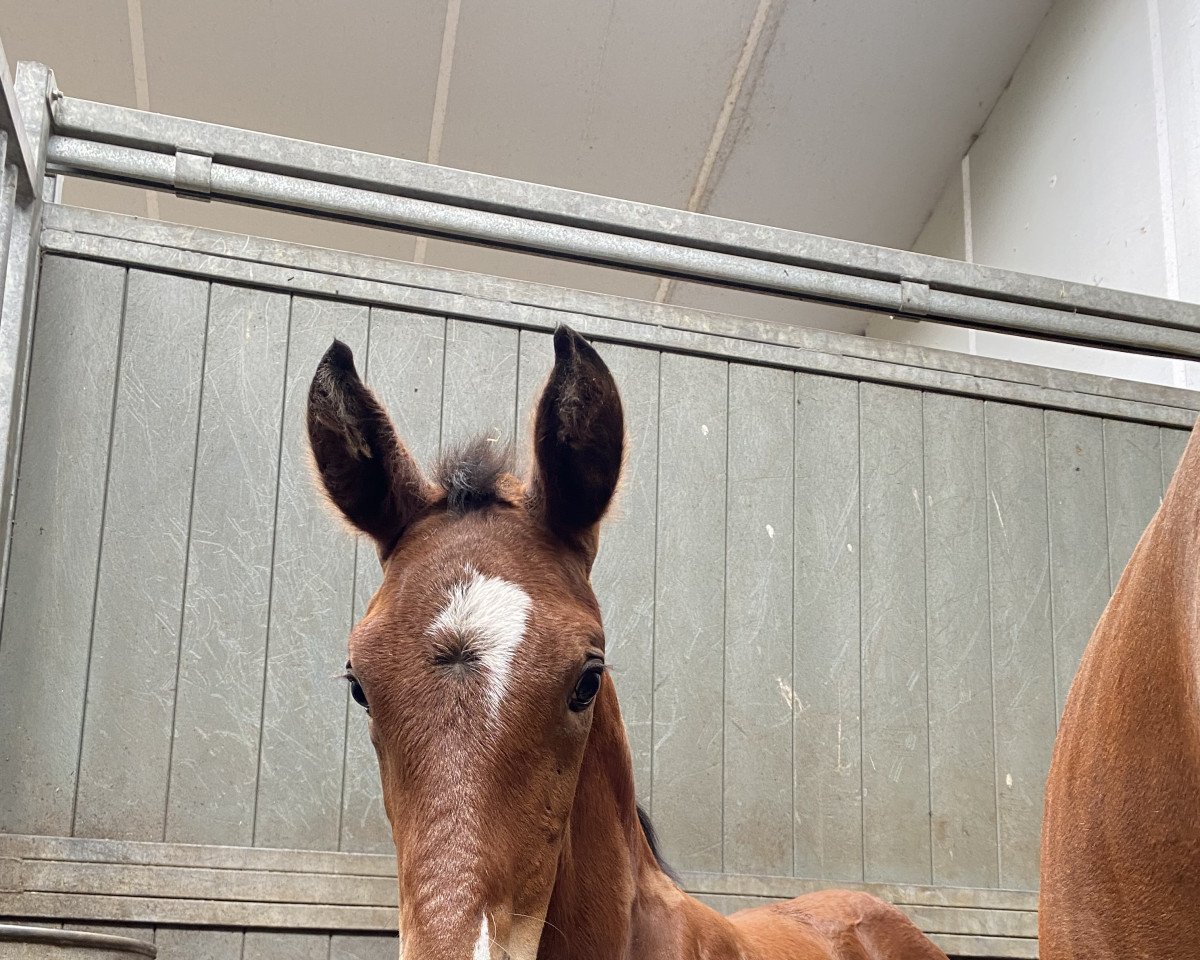 Dressurpferd Snow White la Perle (KWPN (Niederländisches Warmblut), 2022, von Spielberg)