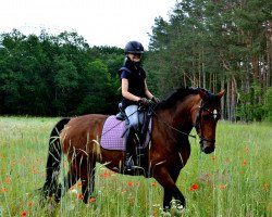 broodmare Forever Sunny (Hanoverian, 2015, from Fürst Belissaro)